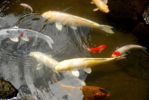 schöne Koi Fische im Teich