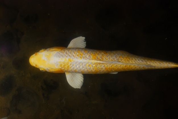 Foto schöne koi fische im teich