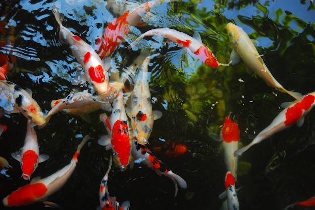 Foto schöne koi fische im teich