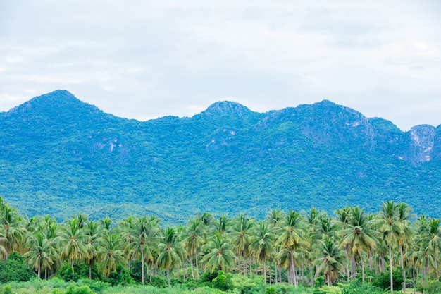 Schöne Kokosnussbaumfarmen und -berge in Thailand.