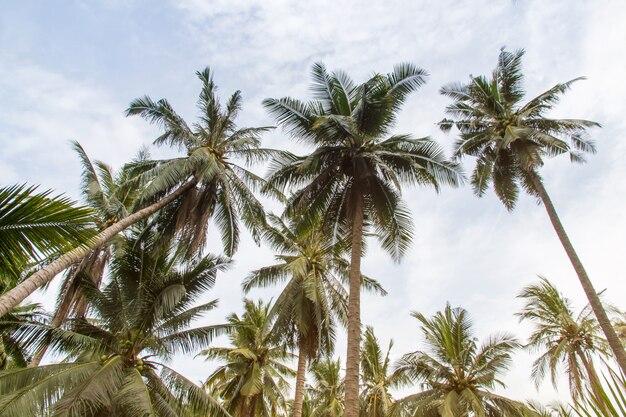 Schöne KokosnussPalmen und Himmel im Landwirtschaftsbauernhof bei Thailand