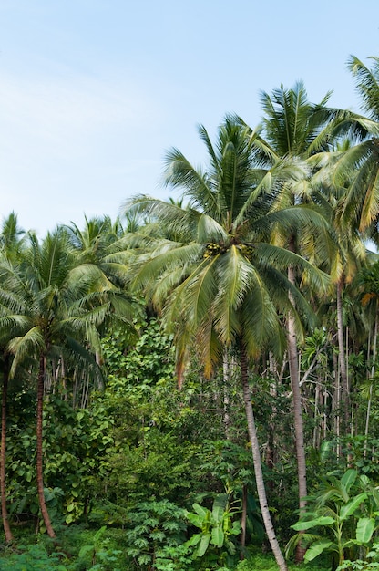 Schöne Kokospalmenbäume im Tropenwald mit blauem Himmel an der Insel in Thailand