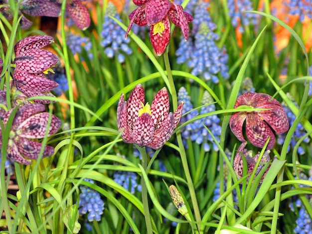 Schöne Komposition aus burgunderroter und blauer seltener Fritillaria-Blume. Schöner Blumenhintergrund