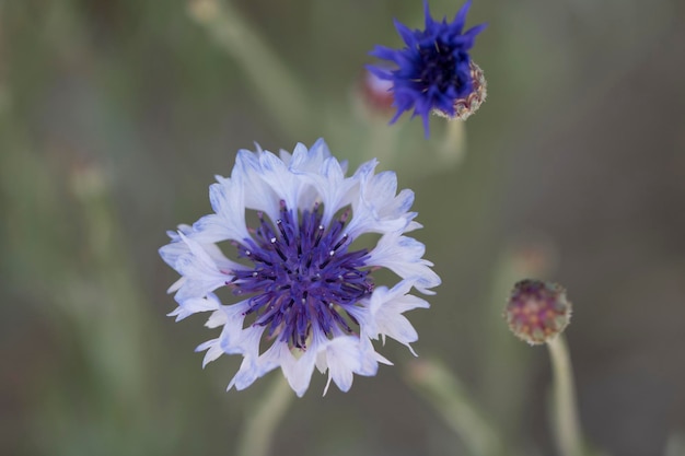 schöne Kornblume im Feld