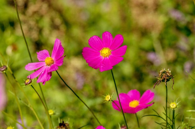 Schöne Kosmeya-Blume im Garten