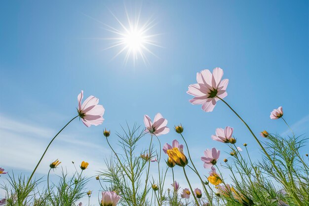 Schöne Kosmosblume mit blauem Himmel und sonnigem Hintergrund