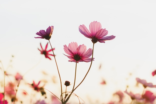 Foto schöne kosmosblume mit sonnenlicht