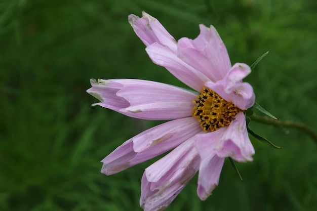 Schöne Kosmosblume mit unscharfem Hintergrund