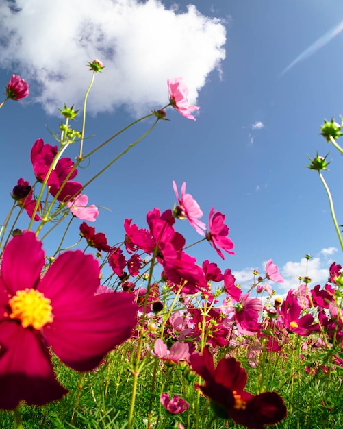 Foto schöne kosmosblume