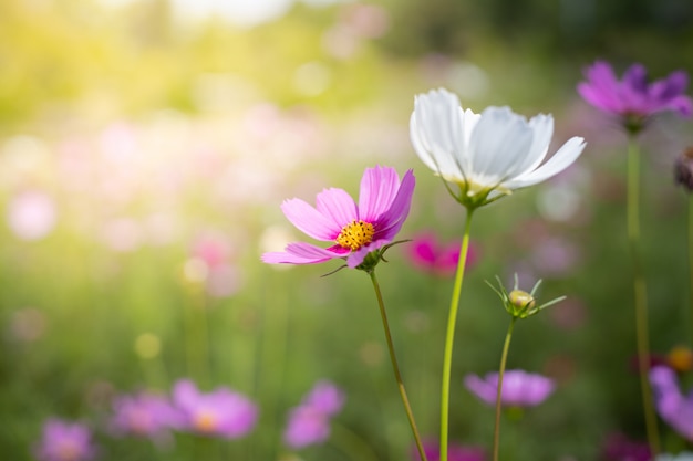 Schöne Kosmosblumen am Garten