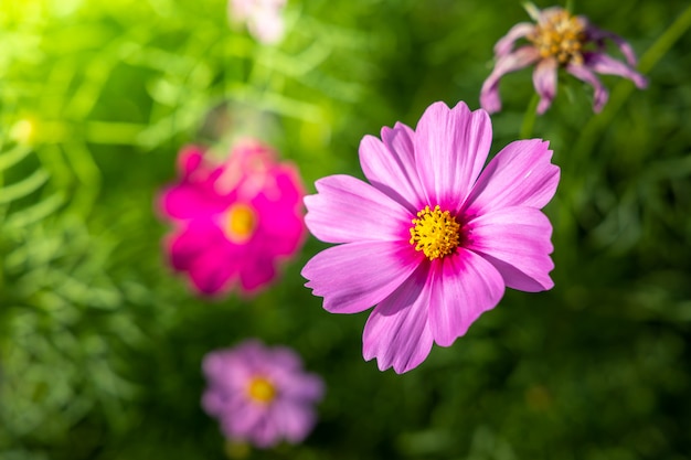 Schöne Kosmosblumen im Garten. Naturhintergrund.