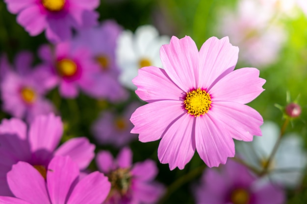 Schöne Kosmosblumen im Garten. Naturhintergrund.