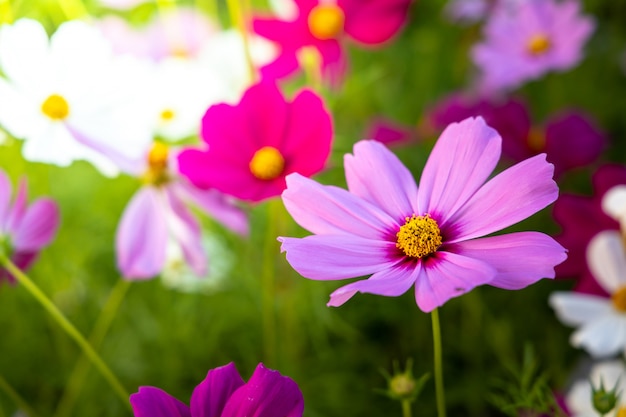 Schöne Kosmosblumen im Garten. Naturhintergrund.