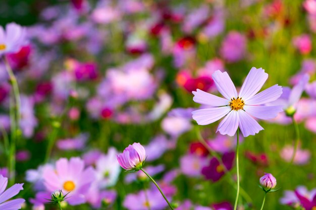 Schöne Kosmosblumen im Garten