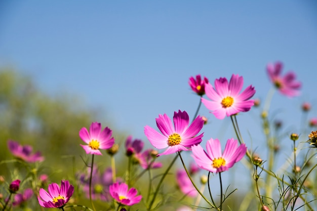 Schöne Kosmosblumen im Garten