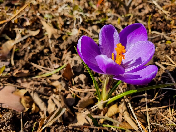 Schöne Krokusblüten, die den Beginn des Frühlings im Wald anzeigen. sonniger Tag und Frühlingsblumen.