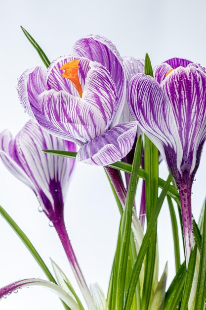 Schöne Krokusblüten mit Tautropfen auf weißem Hintergrund