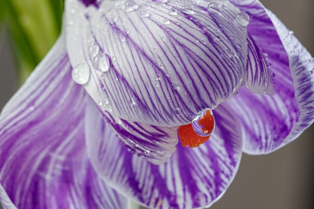 Schöne Krokusblüten mit Tautropfen auf weißem Hintergrund