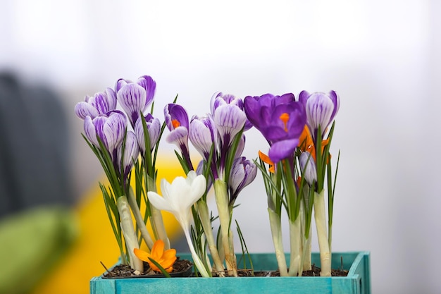 Schöne Krokusblumen auf leicht verschwommenem Hintergrund