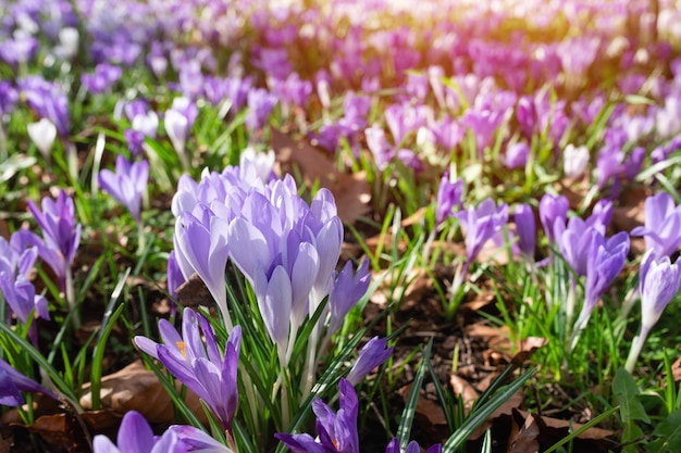 Schöne Krokusse auf grünem Gras am sonnigen Frühlingstag Foto in hoher Qualität