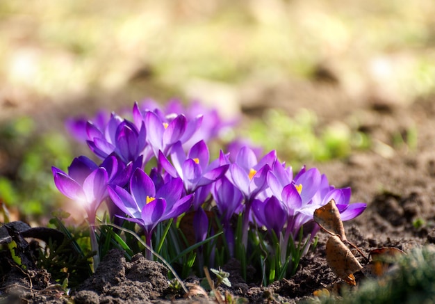 Schöne Krokusse entspringen zuerst zwiebelartig. Gruppe blühender purpurroter Blumen, gut für saisonale Postkarten.