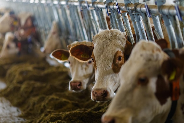 Schöne Kühe auf dem Bauernhof genießen das Konzept der Kuhfarm