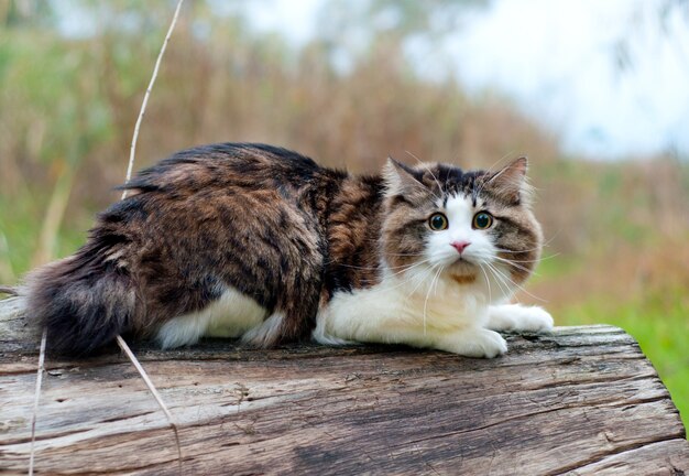 Schöne kurilianische Bobtail-Katze geht in den Wald