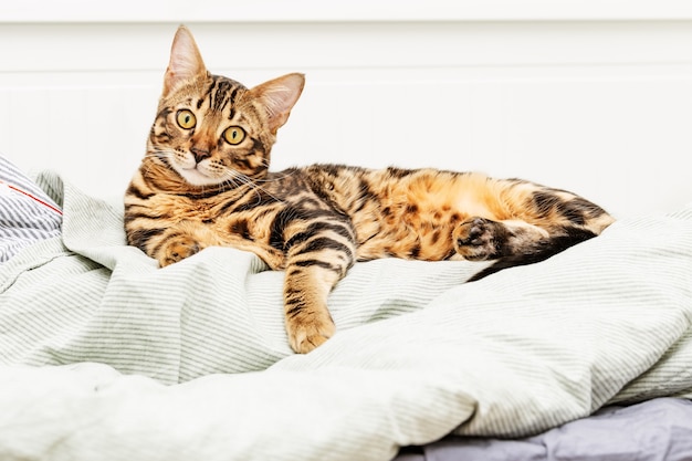 Schöne kurzhaarige junge Katze, die auf Bett Tabby Katze im Schlafzimmer im Schlafzimmer liegt