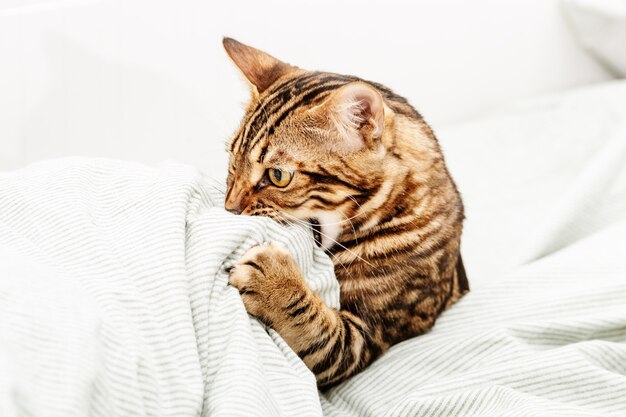 Schöne kurzhaarige junge Katze, die zu Hause auf dem Bett spielt