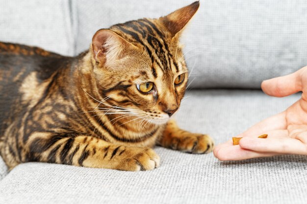 Schöne kurzhaarige junge Katze, die zu Hause auf dem Sofa liegt, bengalisches Katzenhaustier schaut auf ein kleines Stück Essen in der Hand des Mannes