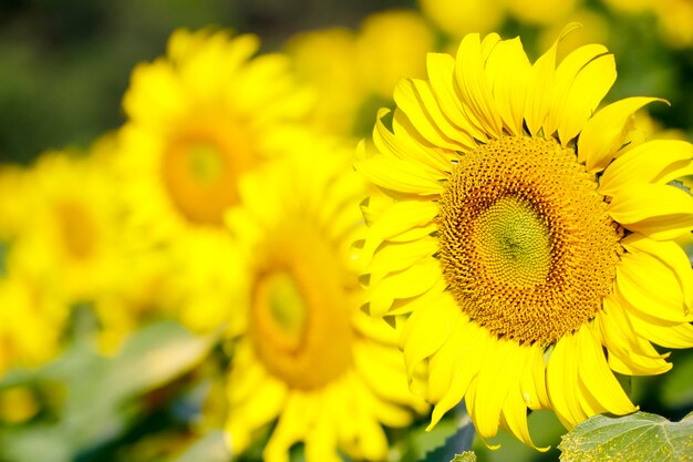 Schöne ländliche Landschaft des Sonnenblumenfeldes am sonnigen Sommertag