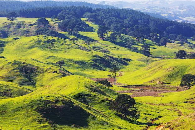 Schöne ländliche Landschaft Neuseelands - grüne Hügel und Bäume