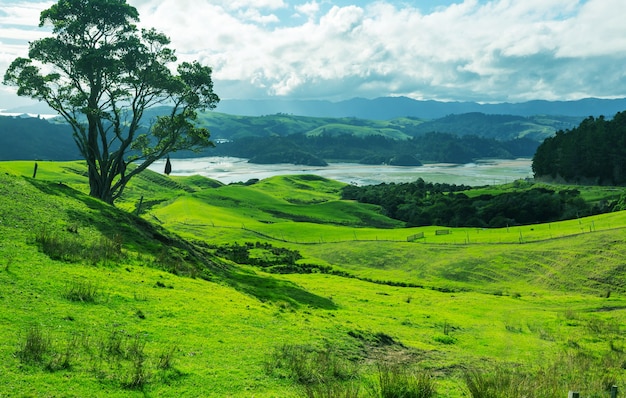 Schöne ländliche Landschaft Neuseelands - grüne Hügel und Bäume