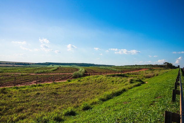 Schöne ländliche Plantage der Zuckerrohrfarm mit blauem Himmel an einem sonnigen Tag