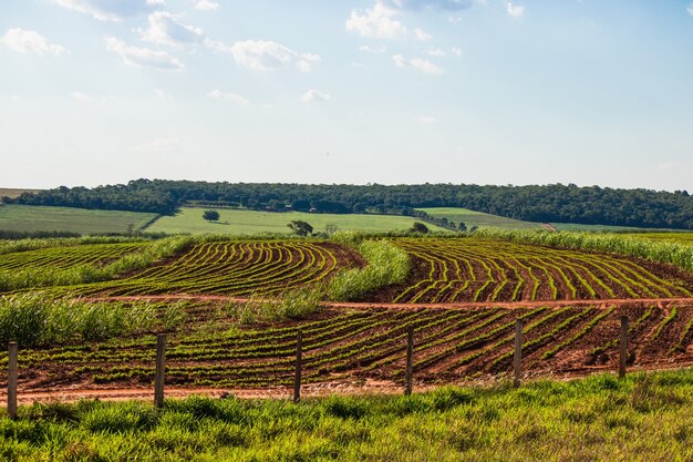 Schöne ländliche Plantage der Zuckerrohrfarm mit blauem Himmel an einem sonnigen Tag