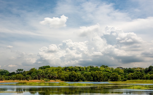 Schöne ländliche Szene mit Wald und Teich auf blauem Himmelhintergrund