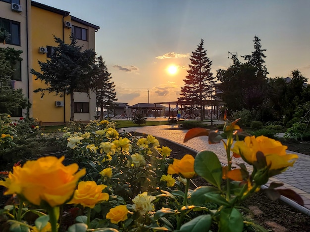 Schöne Landschaft am Sonnenuntergangspfad zwischen blühenden Rosen