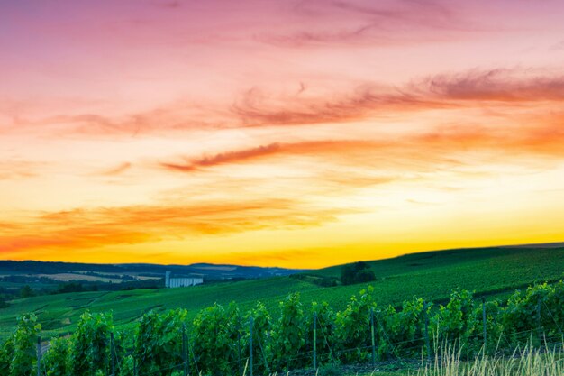 Schöne Landschaft der Champagner-Weinberge in Frankreich