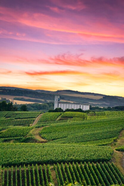 Schöne landschaft der champagner-weinberge in frankreich