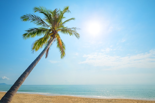 Schöne Landschaft der Kokospalme am tropischen Strand (Meerblick) im Sommer. Sommer Hintergrundkonzept.