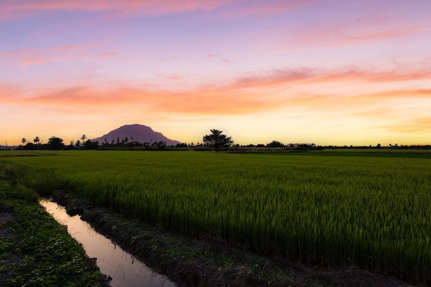 Schöne Landschaft der ländlichen Natur mit einem grünen Feld in der Gegend in der Nähe von Bangkok Mit einem Sonnenaufganghimmel als Hintergrund Nonthaburi Thailand