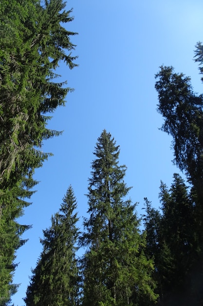 schöne Landschaft des Bergtals