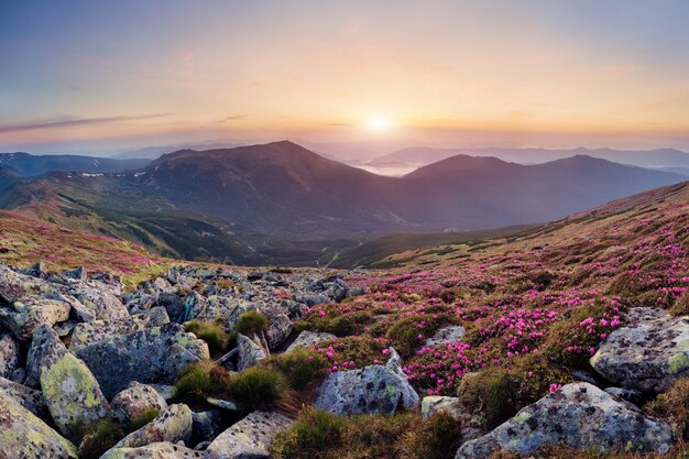 Schöne Landschaft des Karpatenberges mit blühenden Rhododendronblumen bei Sonnenaufgang