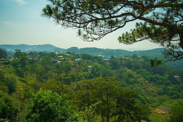 Schöne Landschaft des Piniendschungels in der Morgengruppe der Pinienbäume erheben sich in der frischen Luft, grüne Aussicht im Wald, Gras bedeckt, Baumstamm, schöne Landschaft für Dalat-Reisen in Vietnam