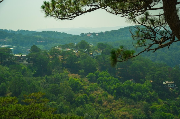 Schöne Landschaft des Piniendschungels in der Morgengruppe der Pinienbäume erheben sich in der frischen Luft, grüne Aussicht im Wald, Gras bedeckt, Baumstamm, schöne Landschaft für Dalat-Reisen in Vietnam