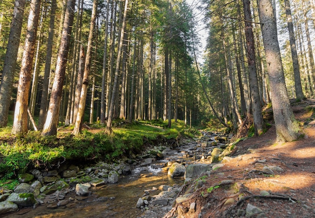 Schöne Landschaft des schnellen Gebirgsbaches mit felsigem Grund im Wald.