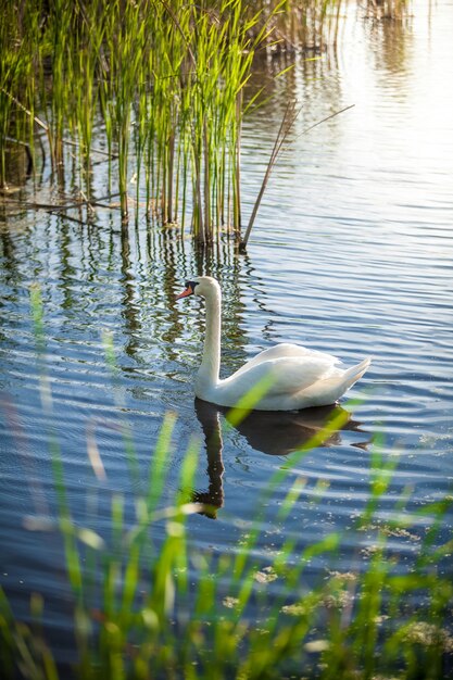 Schöne Landschaft des Sees mit weißem Schwan