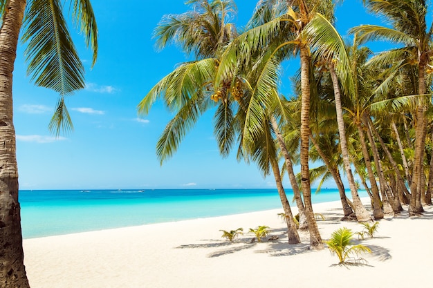 Schöne Landschaft des tropischen Strandes auf der Insel Boracay, Philippinen. Kokospalmen, Meer, Segelboot und weißer Sand. Naturansicht. Sommerferienkonzept.