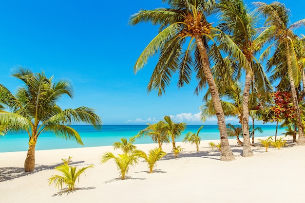 Schöne Landschaft des tropischen Strandes Kokospalmen Seesegelboot und weißer Sand