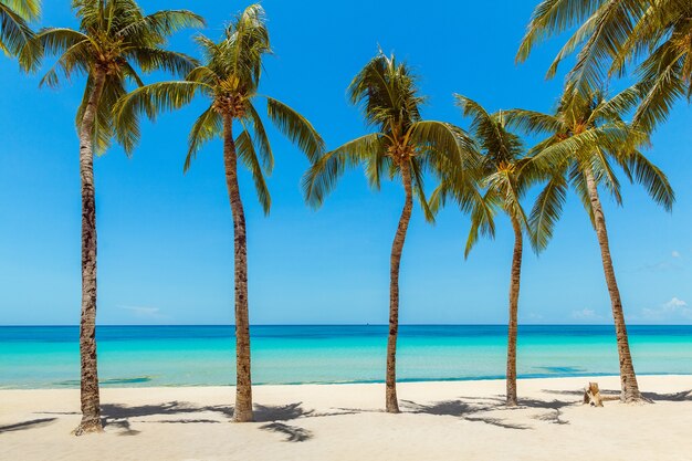 Schöne Landschaft des tropischen Strandes Kokospalmen Seesegelboot und weißer Sand